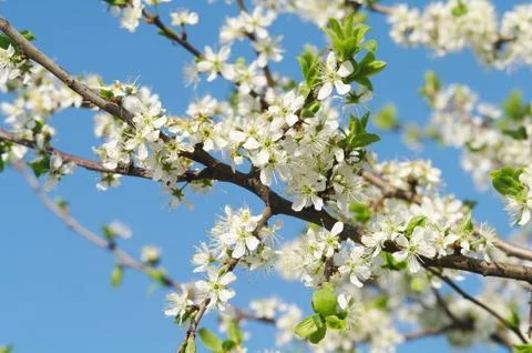 Blooming apple tree in spring time Stock Photos