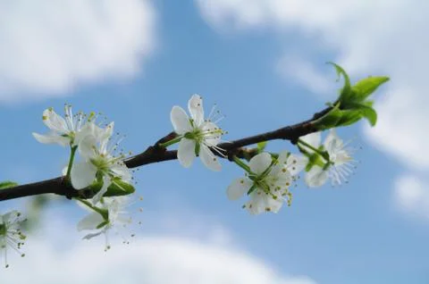 Blooming apple tree in spring time Stock Photos