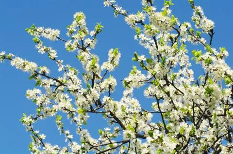 Blooming apple tree in spring time Stock Photos