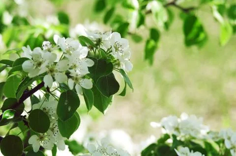 Blooming apple tree in spring time Stock Photos