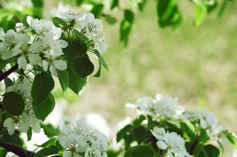 Blooming apple tree in spring time Stock Photos