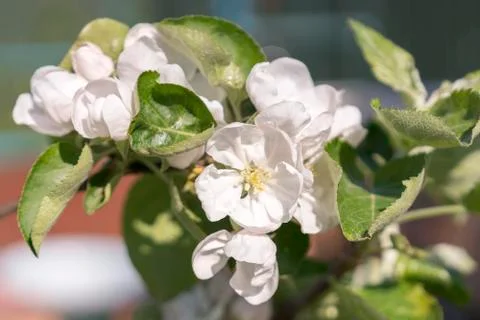 Blooming apple tree in spring time. White flowers of apple-tree Stock Photos