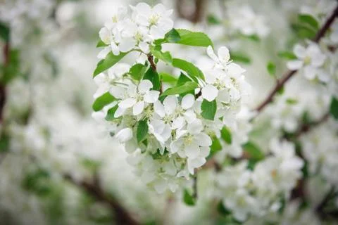 Blooming apple tree in spring time. Stock Photos