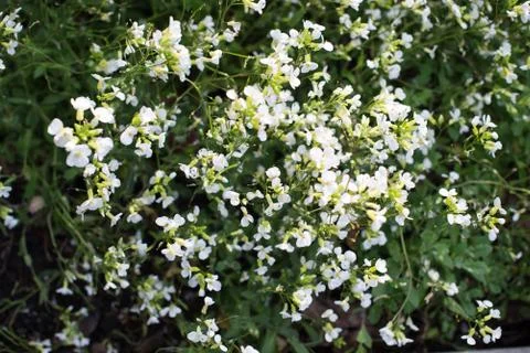 Blooming apple tree in spring time. Stock Photos