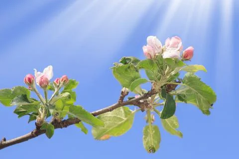 Blooming apple tree in spring time. blue sky Stock Photos