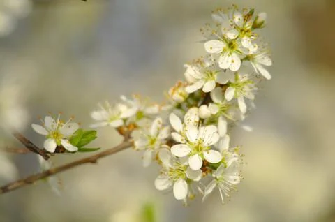 Blooming apple tree in spring time Stock Photos