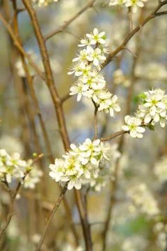 Blooming apple tree in spring time Stock Photos