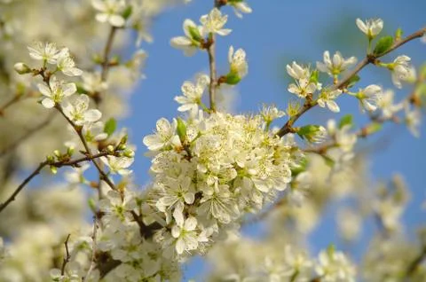 Blooming apple tree in spring time Stock Photos