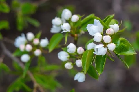 Blooming apple tree in spring time. White flowers Stock Photos