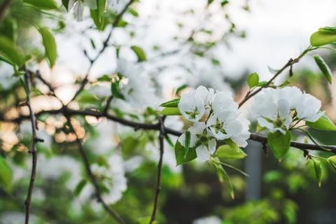 Blooming apple tree in spring time. White flowers Stock Photos