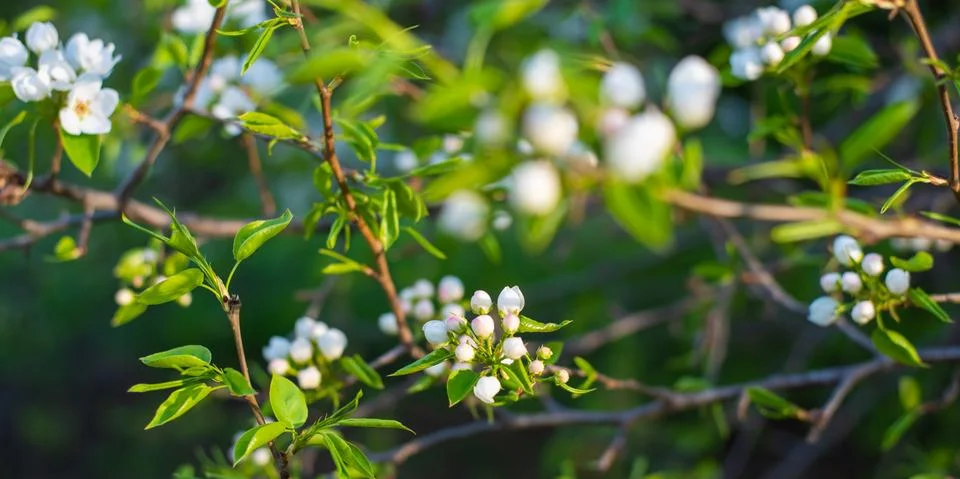 Blooming apple tree in spring time. White flowers Stock Photos