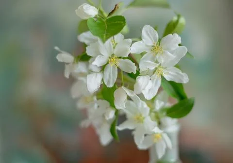 Blooming apple tree in spring time. White flowers Foto stock