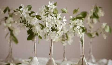 Blooming apple tree in spring time. White flowers Stock Photos