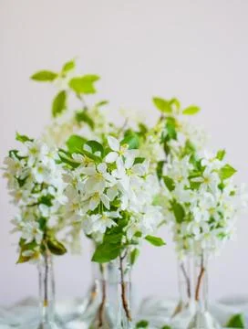 Blooming apple tree in spring time. White flowers Stock Photos