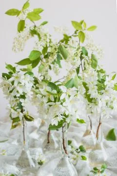 Blooming apple tree in spring time. White flowers Stock-Fotos