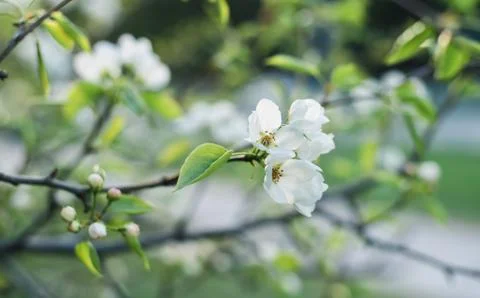 Blooming apple tree in spring time. White flowers Stock Photos