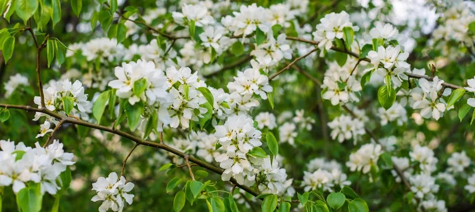 Blooming apple tree in spring time. White flowers Stock Photos