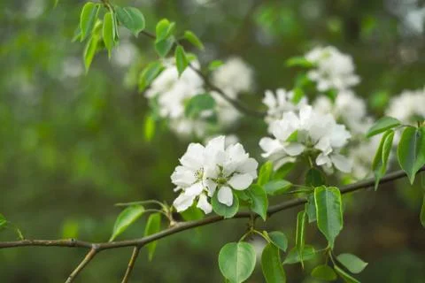 Blooming apple tree in spring time. White flowers Stock Photos