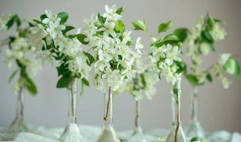 Blooming apple tree in spring time. White flowers Stock Photos
