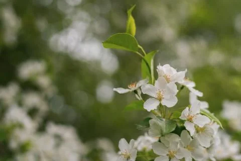 Blooming apple tree in spring time. White flowers Stock Photos