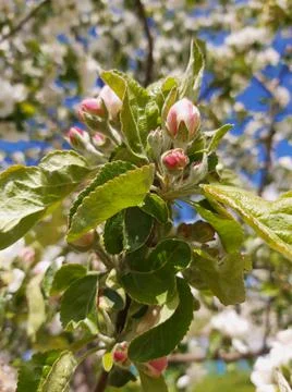 Blooming apple tree in spring time. Stock Photos
