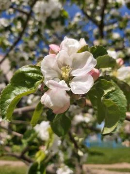 Blooming apple tree in spring time. Stock Photos
