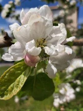 Blooming apple tree in spring time. Stock Photos