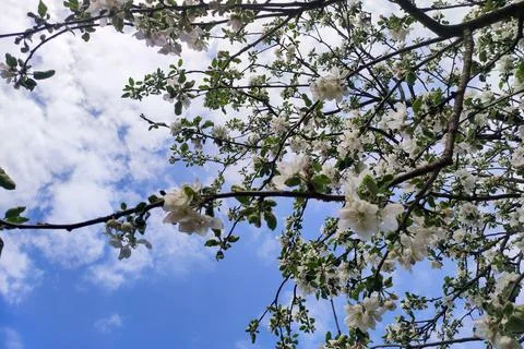 Blooming apple tree in spring time.  Apple blossom with white flowers. . Stock Photos
