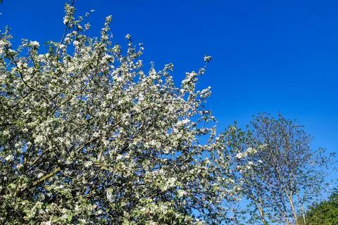 Blooming apple tree in spring time.  Apple blossom with white flowers. . Stock Photos