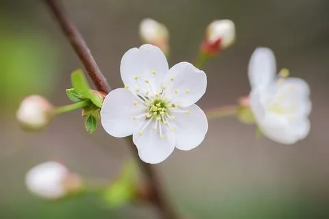 Blooming apple tree in spring time.. Stock Photos
