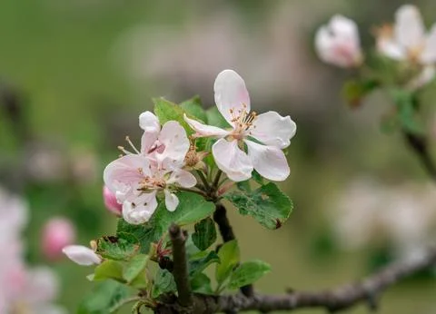Blooming apple tree in spring time. Full of bright light as warm season orc.. Stock Photos