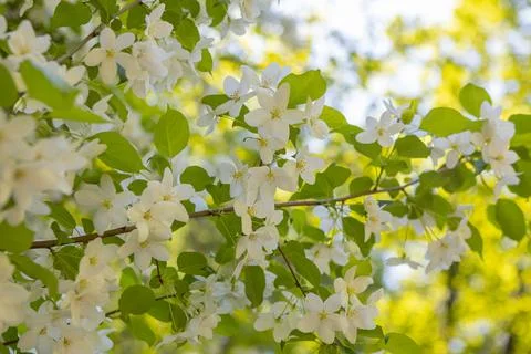 Blooming apple tree in spring time. Stock Photos
