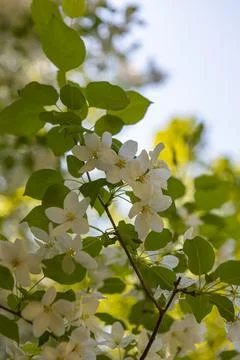 Blooming apple tree in spring time. Foto stock