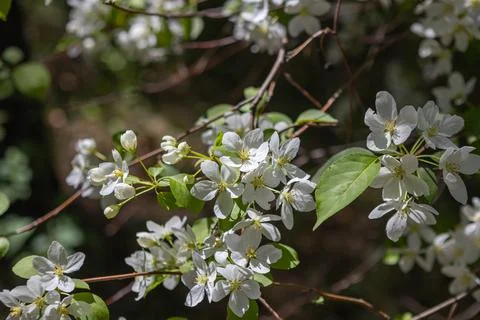 Blooming apple tree in spring time. Stock Photos