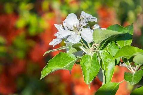Blooming apple tree in spring time Stock-Fotos