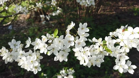Blooming apple tree in spring. White flowers on a branch Stock Footage 153924966