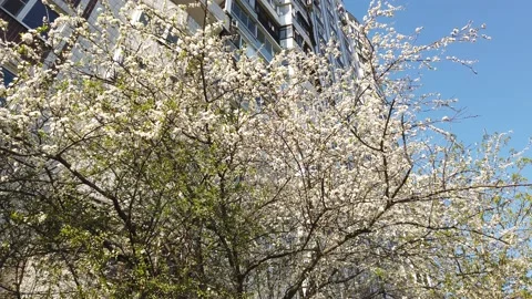 Blooming apple tree in spring. White flowers on a branch Stock Footage 153925015