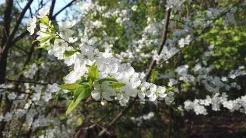Blooming apple tree in spring. White flowers on a branch Stock Footage 153928064