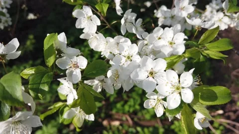 Blooming apple tree in spring. White flowers on a branch Stock Footage 153984776