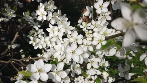 Blooming apple tree in spring. White flowers on a branch Video stock 153984791