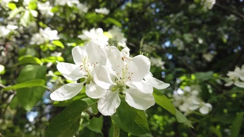 Blooming apple tree in spring. White flowers on a branch. Video stock 154509039