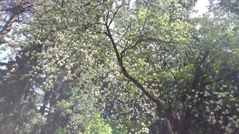 Blooming apple tree in spring. White flowers on a branch. Petals are falling Stock Footage 154531927