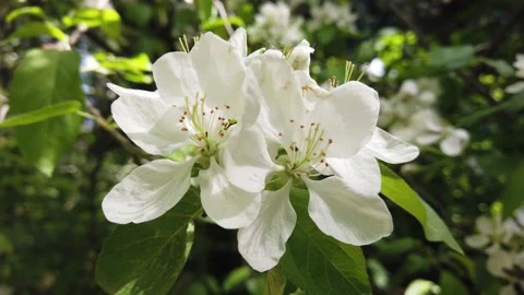 Blooming apple tree in spring. White flowers on a branch close up 4K Stock Footage 154531928
