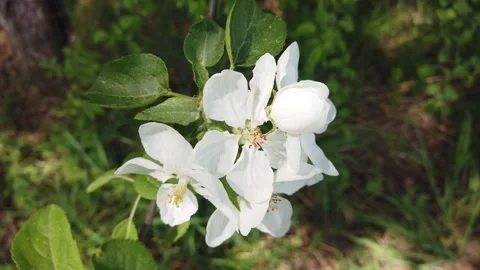 Blooming apple tree in spring. White flowers on a branch close up 4K Stock Footage 154531938