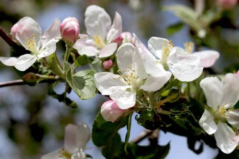 Blooming apple tree in spring. White beautiful flowers on a tree blooming in  Stock Photos