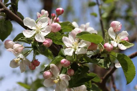 Blooming apple tree in spring. White beautiful flowers on a tree blooming in  Stock Photos