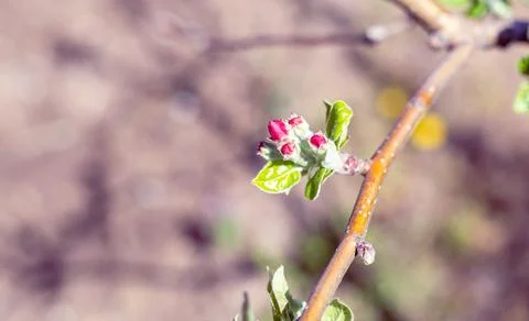 Blooming apple tree in spring. White and pink flowers on a branch on a sunn.. Stock Photos