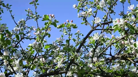Blooming apple tree in spring in the wind against a blue sky background Stock Footage 244913075