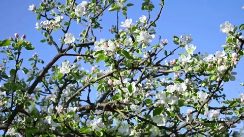 Blooming apple tree in spring in the wind against a blue sky background Stock Footage 255330265