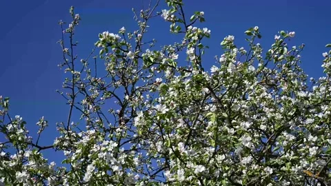Blooming apple tree in spring in the wind against a blue sky background Stock Footage 255330290